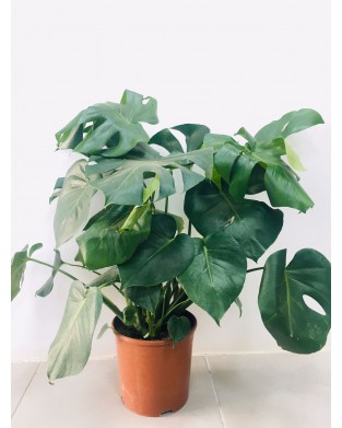 Monstera 80-100 cm