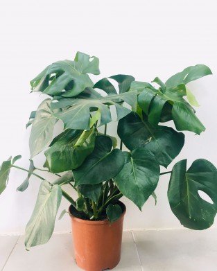 Monstera 80-100 cm