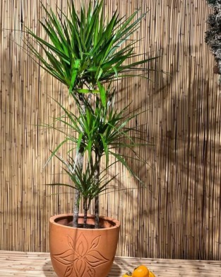 Dracena Marginata 2'Li Dikim 80 100 Cm Boyunda