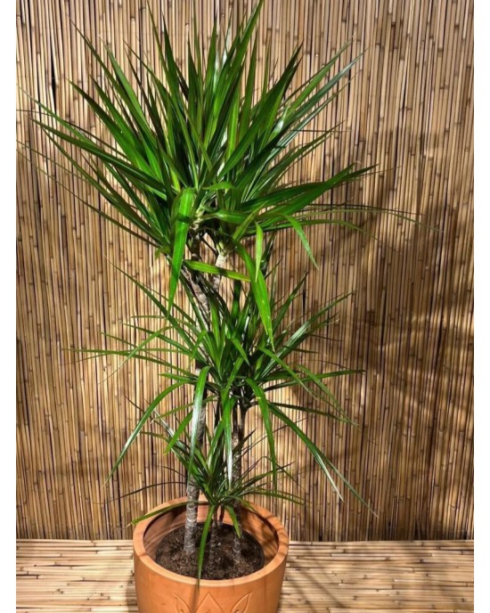 Dracena Marginata 2'Li Dikim 80 100 Cm Boyunda