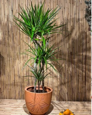 Dracena Marginata 2'Li Dikim 80 100 Cm Boyunda