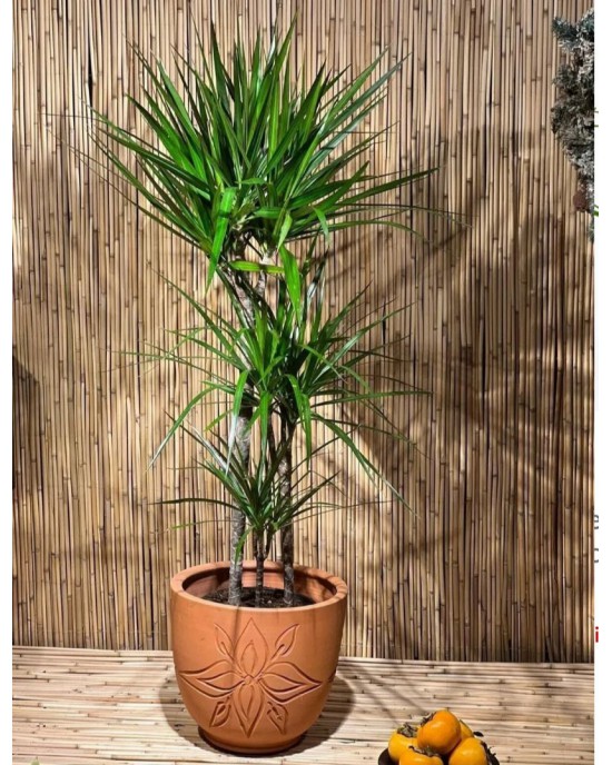 Dracena Marginata 2'Li Dikim 80 100 Cm Boyunda