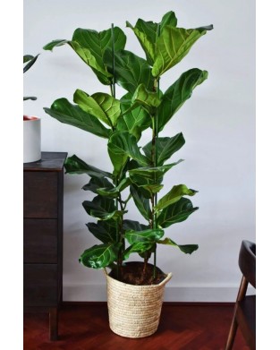 Keman Yapraklı Kauçuk - İki Gövdeli Ficus Lyrata Canlı Salon Bitkisi 100 - 120 cm