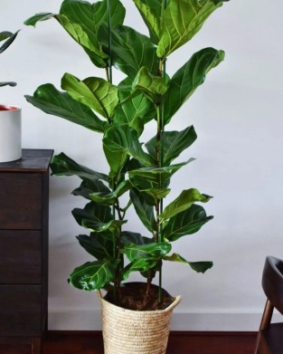 Keman Yapraklı Kauçuk - İki Gövdeli Ficus Lyrata Canlı Salon Bitkisi 100 - 120 cm