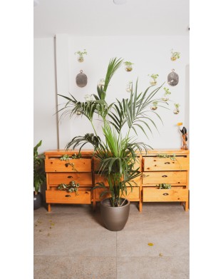 DYPSIS LUTESCENS ( AREKA PALMİYESİ)