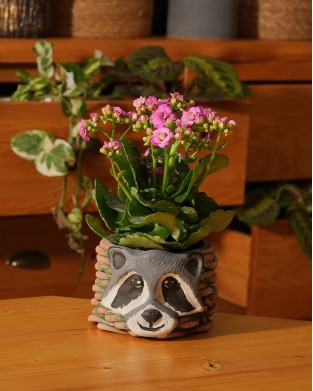 KALANCHOE BLOSSFELDIANA (ATEŞLİ KATY)