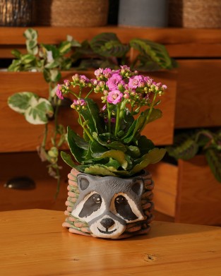 KALANCHOE BLOSSFELDIANA (ATEŞLİ KATY)