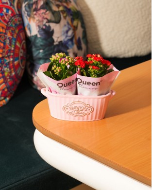 KALANCHOE BLOSSFELDIANA ''2Lİ SET'' (ATEŞLİ KATY) 