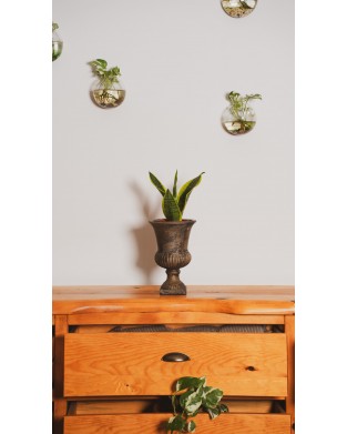SANSEVIERIA TRIFASCIATA (BODUR PAŞA KILICI MİNİ )