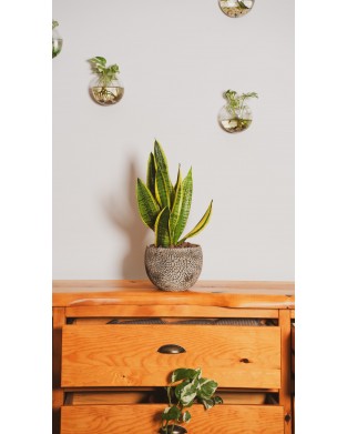 SANSEVIERIA LAURENTII ( BODUR PAŞA KILICI)
