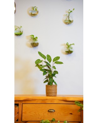 CALATHEA MARANTACEAE