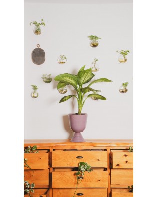 DIEFFENBACHIA SEGUINE (DUMB CANE)