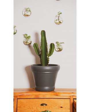 EUPHORBIA INGENS (KAKTÜS DALI)