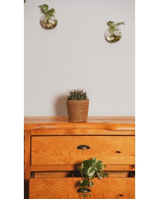 FEROCACTUS HORRIDUS (KAKTÜS)