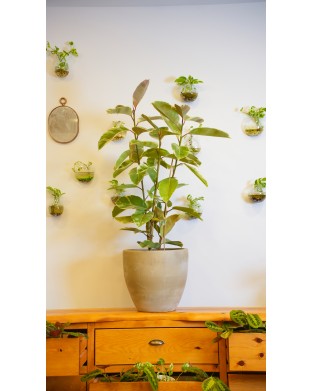 FICUS ALTISSIMA