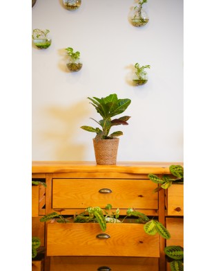 CODIAEUM VARIEGATUM