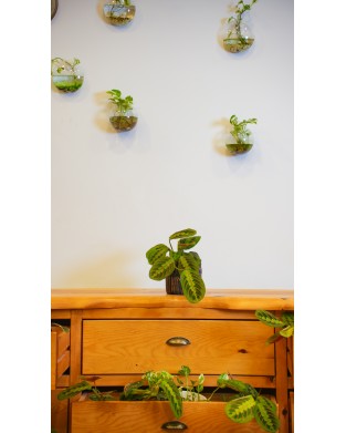 MARANTA LUECONEURA