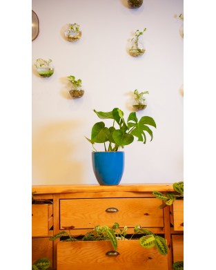 MONSTERA