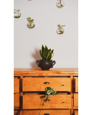 SANSEVIERIA TRIFASCIATA (PAŞA KILICI)