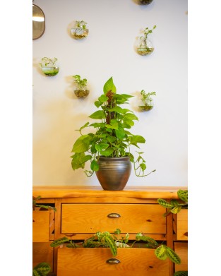 EPIPREMNUM AUREUM ( PATHOS )