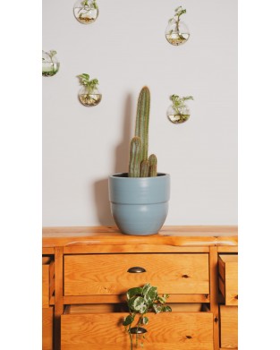 PILOSOCEREUS (KAKTÜS)