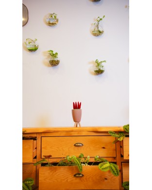 SANSEVIERIA TRIFASCIATA (KADİFE KIRMIZI)