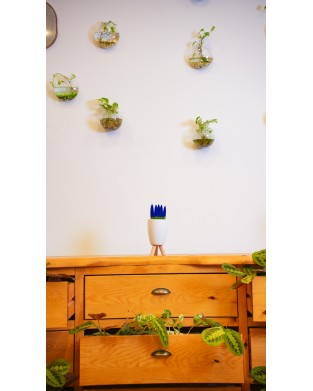 SANSEVIERIA TRIFASCIATA (KADİFE MAVİ)