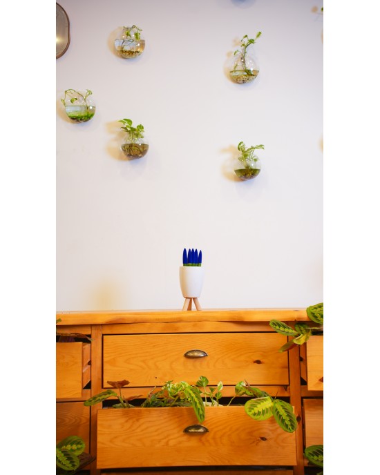 SANSEVIERIA TRIFASCIATA (KADİFE MAVİ) SANSEVIERIA TRIFASCIATA (KADİFE MAVİ)