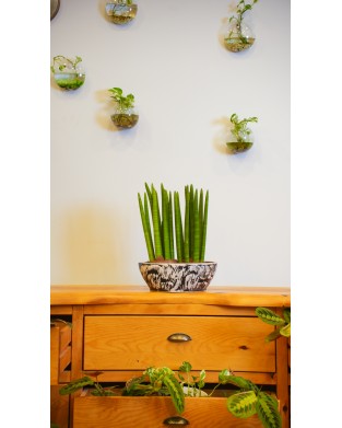 SANSEVIERIA CYLINDRICA