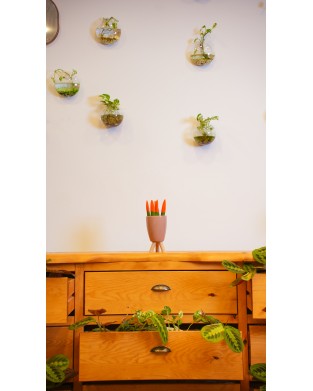 SANSEVIERIA TRIFASCIATA (KADİFE TURUNCU)