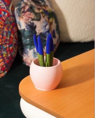 SANSEVIERIA TRIFASCIATA (KADİFE MAVİ)