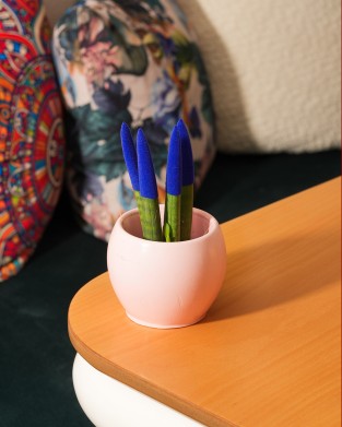 SANSEVIERIA TRIFASCIATA (KADİFE MAVİ)