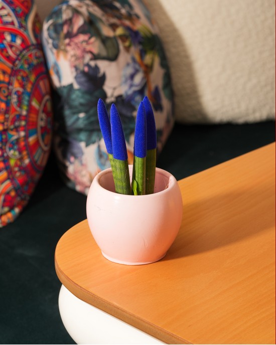 SANSEVIERIA TRIFASCIATA (KADİFE MAVİ)