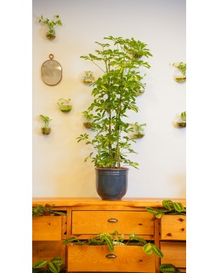 SCHEFFLERA ARBORICO