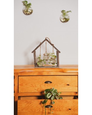 SCINDAPSUS ( 3'LÜ AHŞAP CAM SAKSIDA SCINDAPSUS BİTKİSİ)