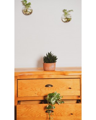HAWORTHIA (YILAN DERİSİ ÇİÇEĞİ - ZEBRA SUKULENTİ)