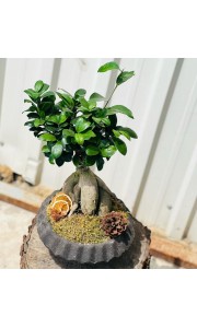 Bonsai