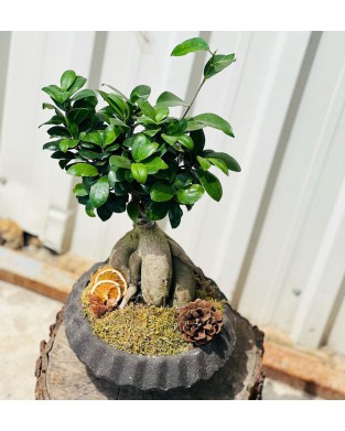 Bonsai