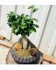 Bonsai