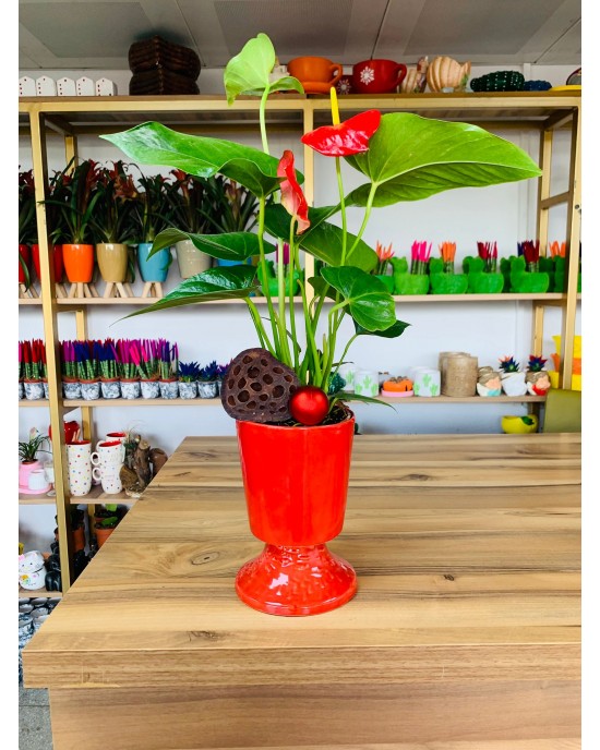 Kırmızı Anthurium Bitkisi