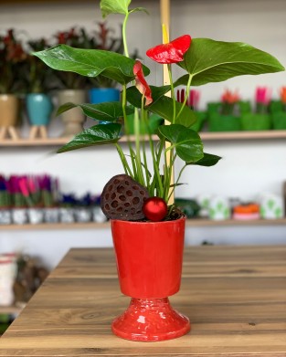 Kırmızı Anthurium Bitkisi