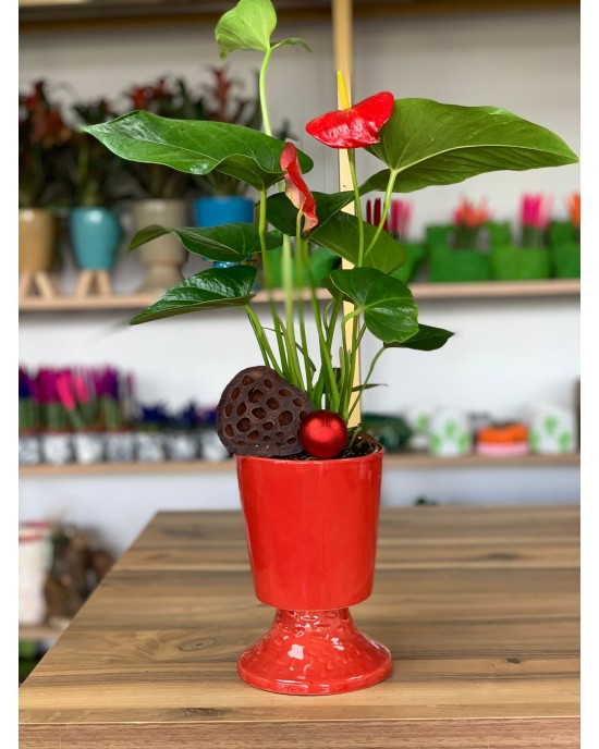 Kırmızı Anthurium Bitkisi