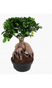 Bonsai Bitkisi