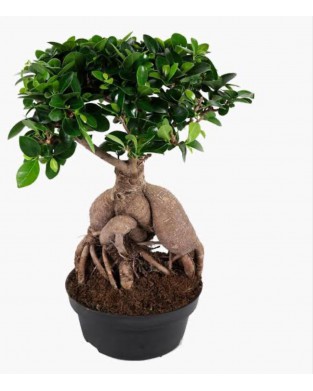 Bonsai Bitkisi