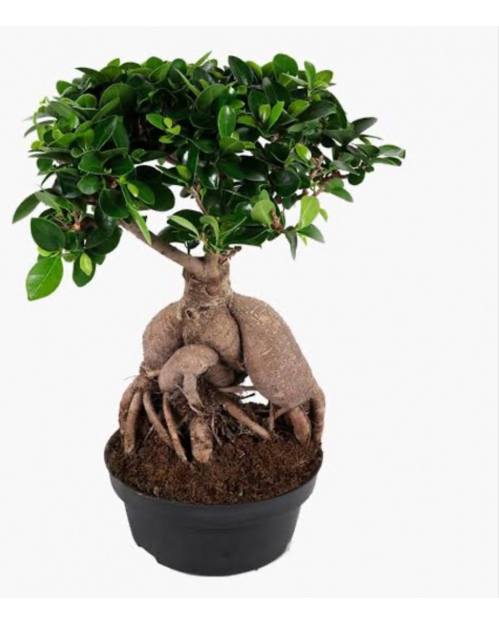 Bonsai Bitkisi