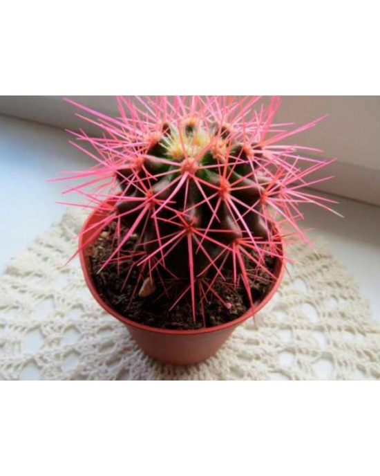 Echinopsis Kaktüs Pembe Renkli Kaktüs