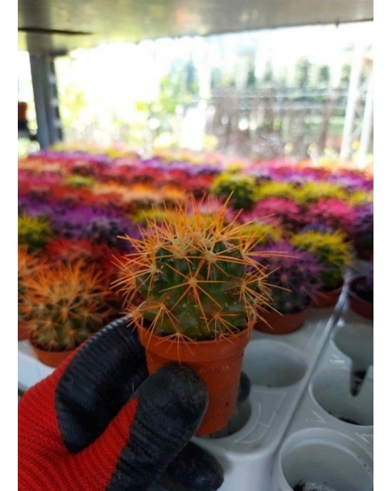 Echinopsis Kaktüs Turuncu  Renkli Kaktüs