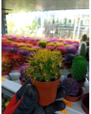 Echinopsis Kaktüs Sarı Renkli Kaktüs