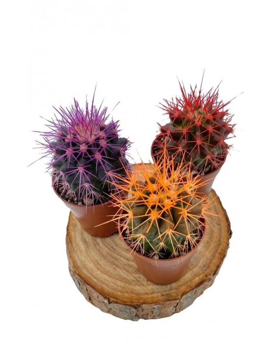 Echinopsis Kaktüs 3 Renkli Kaktüs