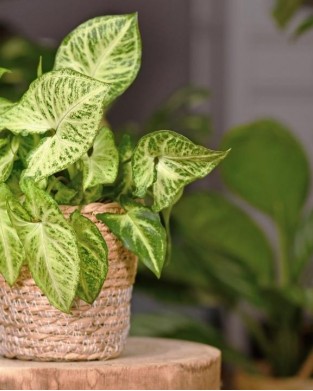 Melek Kanadı Yeşil-Syngonium Podophyllum Butterfly